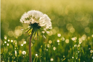 Can sugar control weeds in the garden?